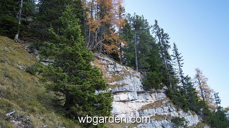 wbgarden alps 137.JPG